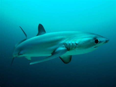 Watch 3m Long Bigeye Thresher Shark Plucked From Alicantes Port