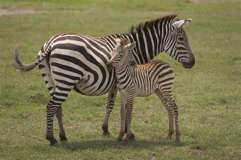 Baby Zebras Are The Best Mother And Baby Animals Mother And Child