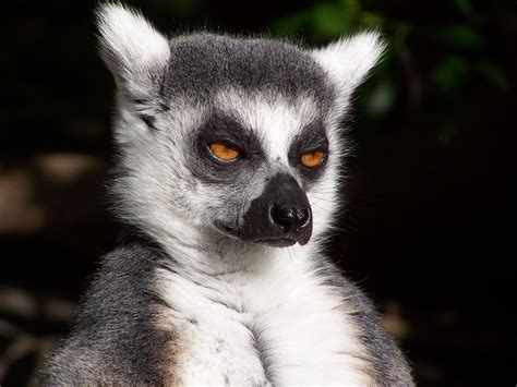 Lemur Cola Anillada O Catta Fotografía Tomada En El Biopar Flickr