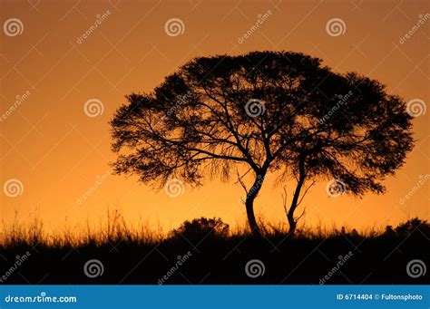 African Tree Sunset Silhouette Stock Photo Image Of Colour Glow 6714404