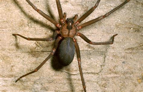 Brown Recluse Spider Weekender Tote Bag For Sale By S Camazinek Visscher