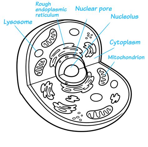 Animal Cell Drawing Easy Eukaryote Structure Bioninja Let`s Draw A