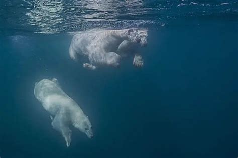 How Fast Can A Polar Bear Swim • Polar Bear Facts