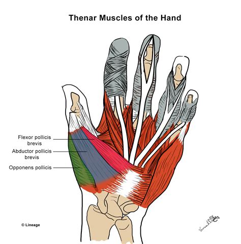 Intrinsic Hand Muscles Msk Medbullets Step 1