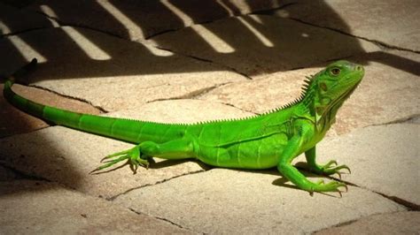 10 Types Of Iguanas An Overview With Pictures Pet Keen
