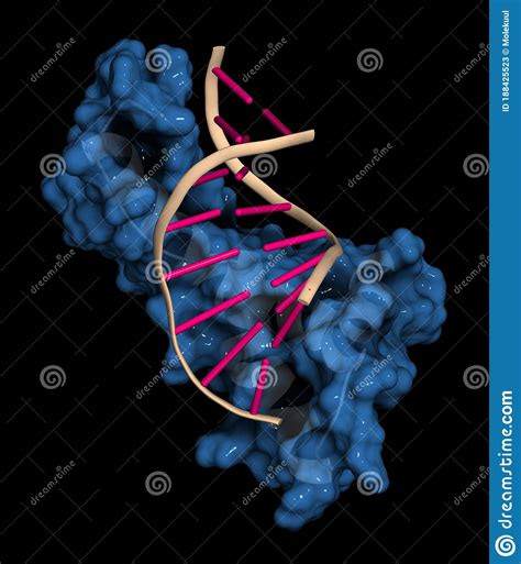 Sex Determining Region Y Sry Tdf Hmg Domain Protein Bound To Dna Protein Involved In Male