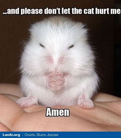 I Love Animals Page 2 Christian Forums