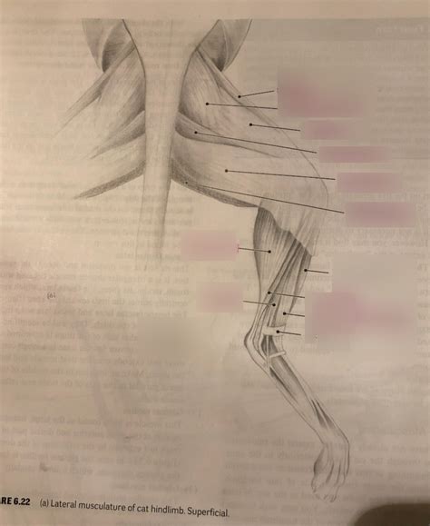 Dorsal Posterior Superficial Cat Muscles Diagram Quizlet