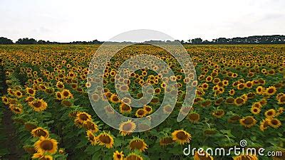 Aerial View Of Sunflower Field Aerial View Of Sunflowers Field View