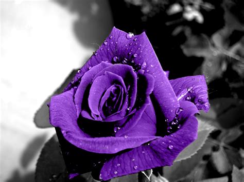 Rare Purple Rose