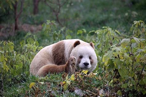 Meet Chinas Two Different Types Of Pandas One Looks More Like Bears