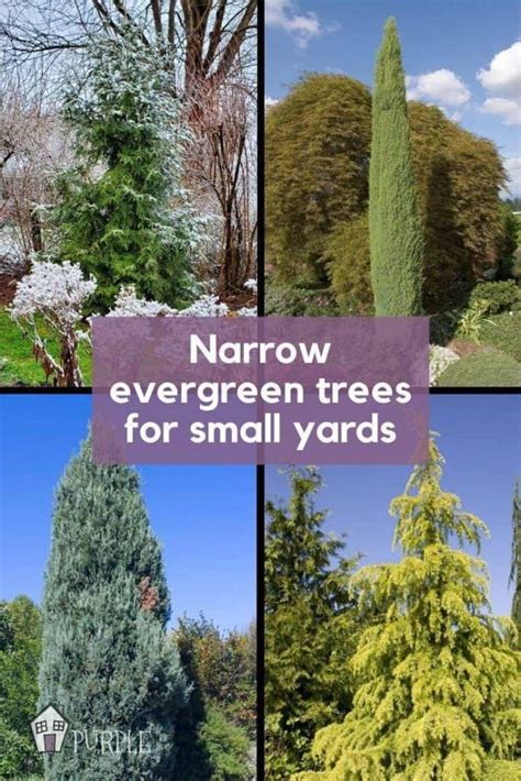 Narrow Evergreen Trees For Year Round Privacy In Small Yards