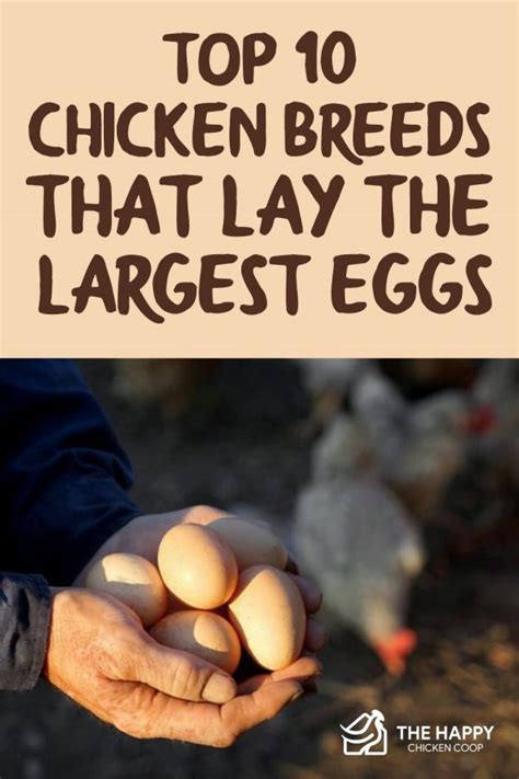 Top Chicken Breeds That Lay The Largest Eggs