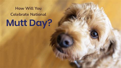 How Will You Celebrate National Mutt Day Minnesota Veterinary