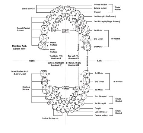 Diagram Diagram Of Teeth By Number Mydiagramonline