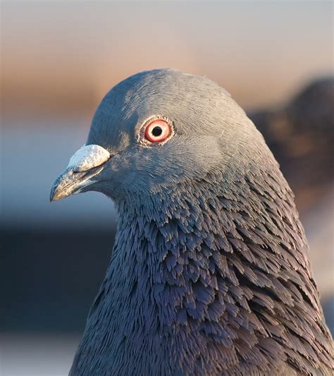 Why Do Pigeons Have Iridescent Feathers Comsol Blog