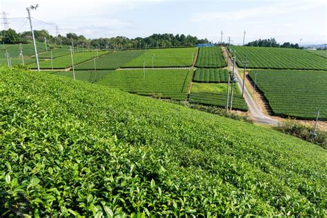 Green Tea Plantation Stock Photo Image Of Environment 83931976