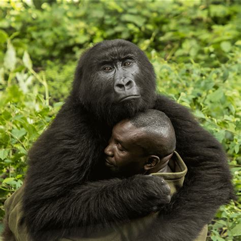 Reportajes Y Fotografías De Gorilas En National Geographic