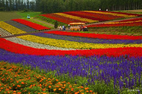 Breathtaking Summer Blooms At Biei And Furano In Hokkaido Davies Blog