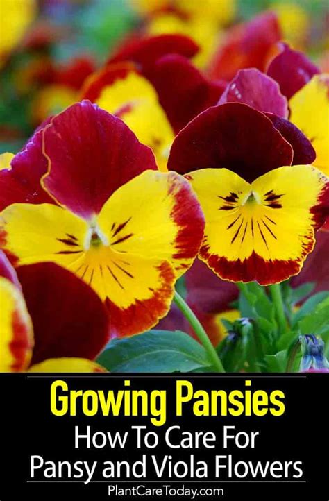 Growing Pansies How To Care For Pansy And Viola Flowers