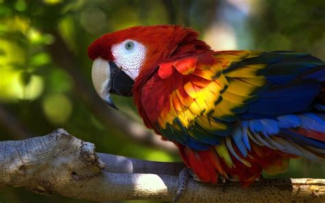 Macaw Parrot Wallpapers Wallpaper Cave