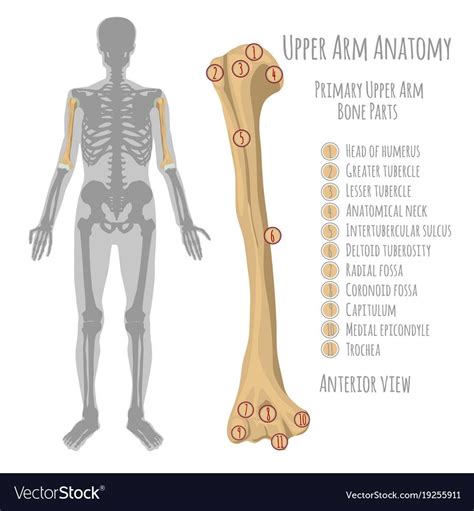 Upper Limb Anatomy Anatomy Bones Skull Anatomy Skeleton Anatomy