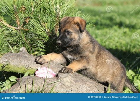 Adorable German Shepherd Puppy In The Garden Stock Photo Image Of