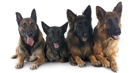 Belgian Malinois Vs German Shepherd Which Dog Is Right For You