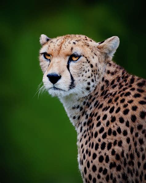 Cheetah Photograph By Colin Carter Photography Fine Art America