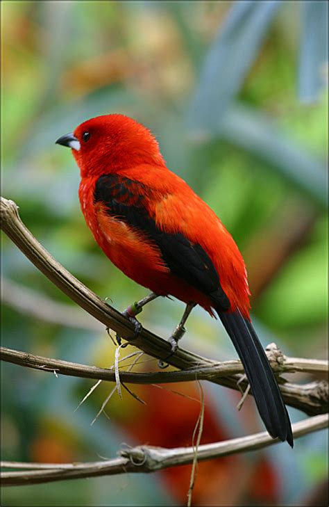 Very Red Bird Ramphocelus Bresilius Brazilian Tanager Flickr