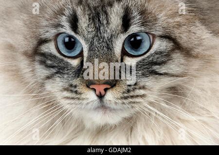 Seal Tabby Point Neva Masquerade Siberian Domestic Cat Male Sitting Against White Background