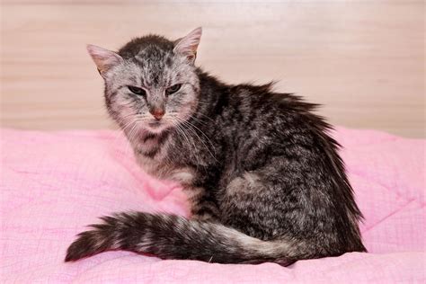 Webmd discusses cat behavior issues that may come up as your cat ages such as biting, anxiety, sleeplessness at night, confusion, and more. What To Expect As Your Cat Ages - Cat Articles