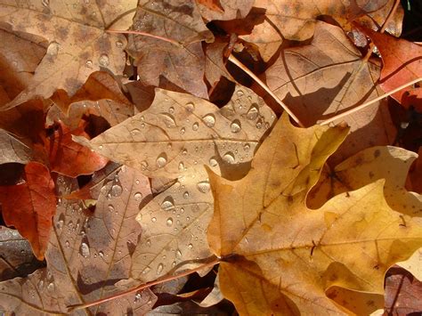 Súborfl Autumn Leaves Wikipédia