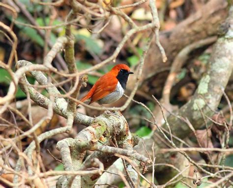 Ryukyu Robin Robin Animals Birds