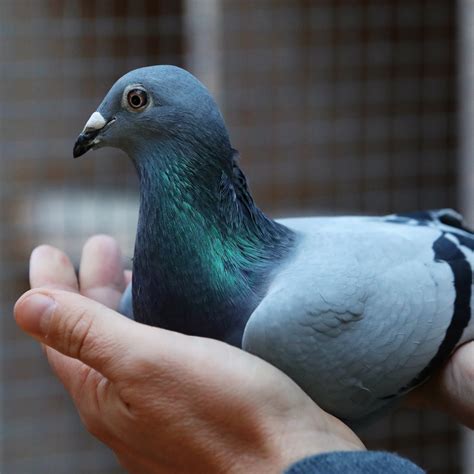The Worlds Most Expensive Pigeon Is A Belgian Racing Bird Worth 18m