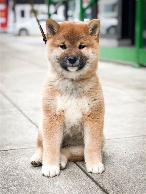 Handsome Chunky Perfection 😍 Shiba Inu Cute Animals Fluffy Animals