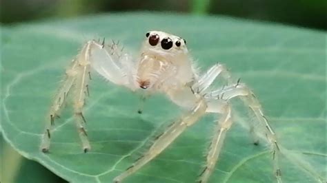Very Friendly White Spider 🕸️ Youtube