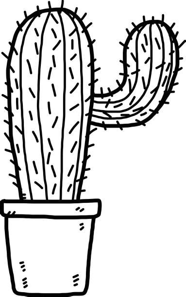 Best Black And White Cactus Illustrations Royalty Free Vector Graphics
