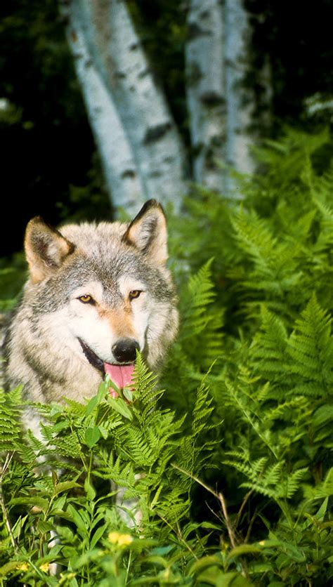 Gray Wolf In Woods Photograph By Larry Allan Fine Art America