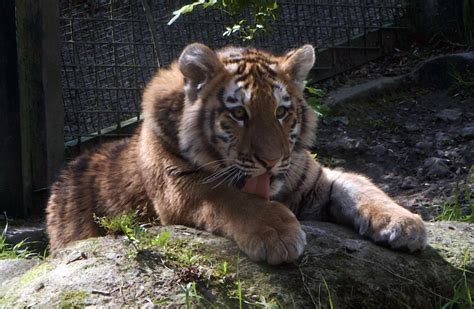 Dublin Zoos Latest Tiger Cubs Are Now Seven Months Old Heres How