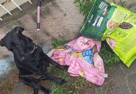 Abandoned Dog Cries In Despair With Owners Heartbreaking Letter I