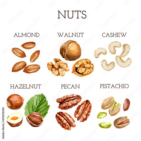 Watercolor Nut Collection Different Types Of Nuts With Names 素材庫向量圖
