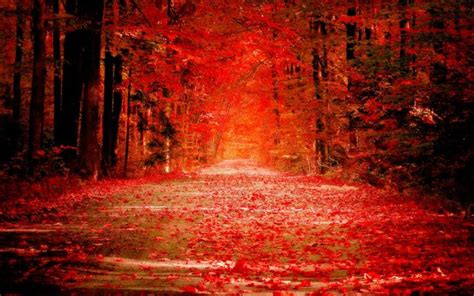Autumn Season Fall Color Tree Forest Nature Landscape Wallpapers