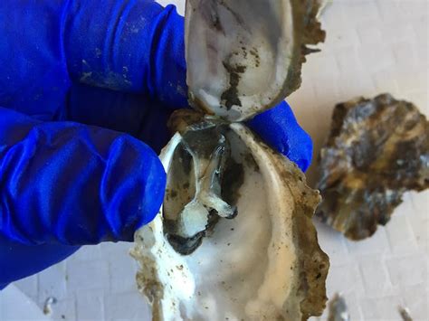 A Deadly Herpes Virus Is Threatening Oysters Around The World