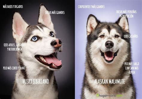 alaskan malamute características y diferencias con el husky siberiano husky siberiano perro