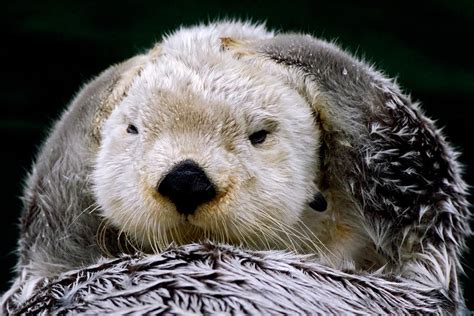 Sea Otter Photograph By Thomas And Pat Leeson Fine Art America