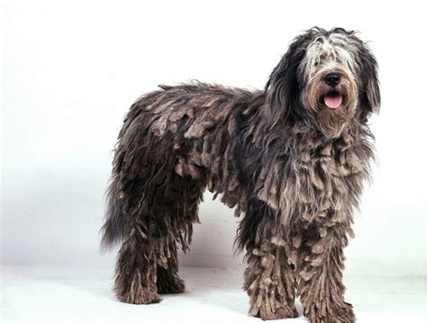 Bergamasco Puppies Facts Pictures Price Grooming Breeders