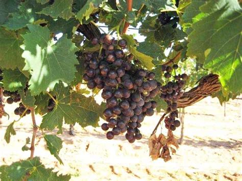 Today they own 37 acres of winegrapes and manage 60 more. Celebrate the 2008 Texas Grape Harvest | Vintage Texas ...