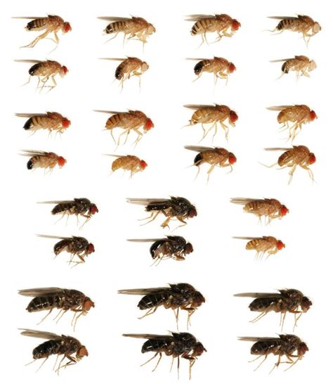 Drosophila Phenotypes