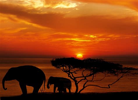 Stunning African Sunset Silhouette Image An Orange And Etsy